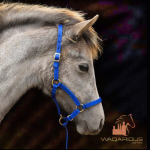 Safety & Field HeadCollar